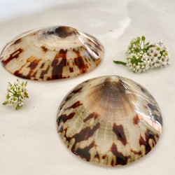 Coquillages d'allaitement 2