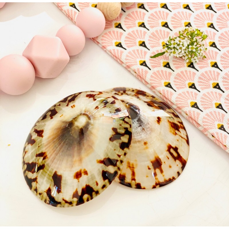 Coquillages d'allaitement Coquillages d'allaitement